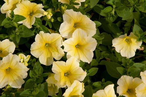 Photos von Blumenvarianten benutzt als: Topf, Beet, Terrasse, Ampel Petunia Happy® Giant Yellow