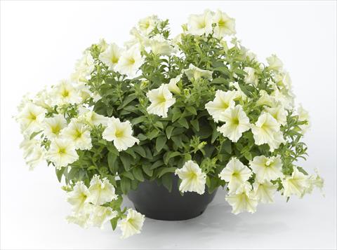 Photos von Blumenvarianten benutzt als: Topf, Beet, Terrasse, Ampel Petunia Happy® Lemon Fringed