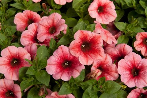 Photos von Blumenvarianten benutzt als: Topf, Beet, Terrasse, Ampel Petunia Happy® Melon
