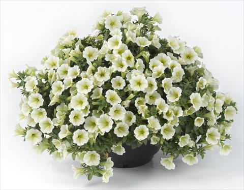 Photos von Blumenvarianten benutzt als: Topf, Beet, Terrasse, Ampel Petunia Happy® Mini Lemon