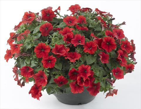 Photos von Blumenvarianten benutzt als: Topf, Beet, Terrasse, Ampel Petunia Happy® Patio Red