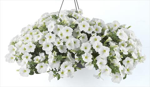 Photos von Blumenvarianten benutzt als: Topf, Beet, Terrasse, Ampel Petunia Happy® White