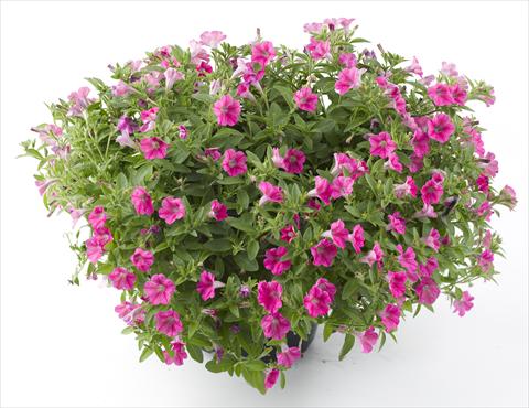 Photos von Blumenvarianten benutzt als: Topf, Beet, Terrasse, Ampel Petunia Mini Me Hot Pink