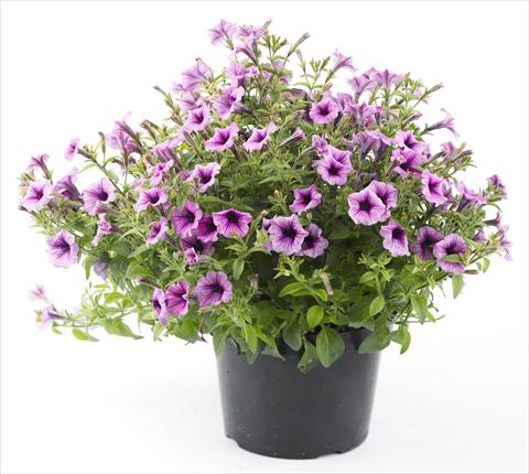 Photos von Blumenvarianten benutzt als: Topf, Beet, Terrasse, Ampel Petunia Mini Me Lilac Vein
