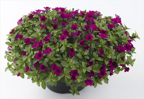 Photos von Blumenvarianten benutzt als: Topf, Beet, Terrasse, Ampel Petunia Mini Me Purple