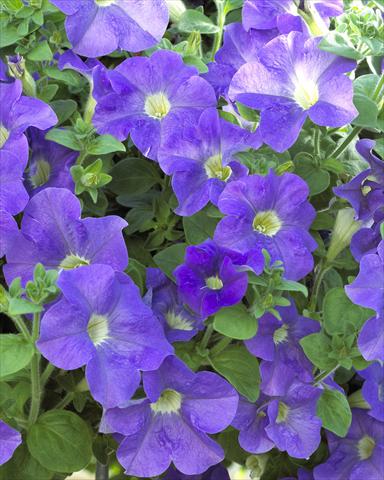 Photos von Blumenvarianten benutzt als: Topf, Beet, Terrasse, Ampel Petunia Surfinia® Giant Blue