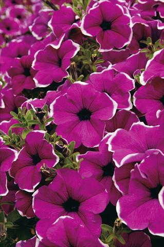 Photos von Blumenvarianten benutzt als: Topf, Beet, Terrasse, Ampel Petunia Surfinia® Giant Purple Picotee