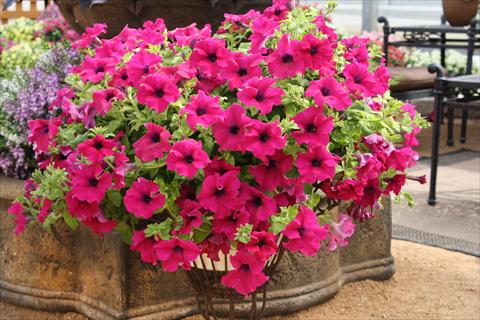 Photos von Blumenvarianten benutzt als: Topf, Beet, Terrasse, Ampel Petunia Surfinia® Giant Purple