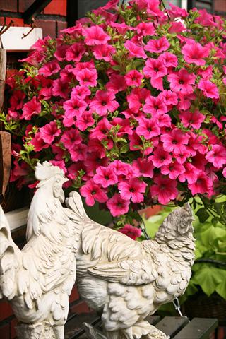Photos von Blumenvarianten benutzt als: Topf, Beet, Terrasse, Ampel Petunia Surfinia® Hot Pink