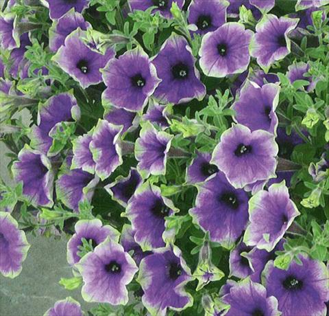 Photos von Blumenvarianten benutzt als: Topf, Beet, Terrasse, Ampel Petunia Surfinia® Moonlight Eclipse