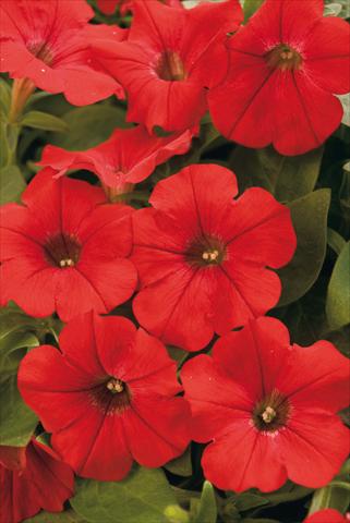 Photos von Blumenvarianten benutzt als: Topf, Beet, Terrasse, Ampel Petunia Surfinia® Patio Red