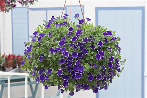 Photos von Blumenvarianten benutzt als: Topf, Beet, Terrasse, Ampel Petunia Surfinia® Picotee Blue