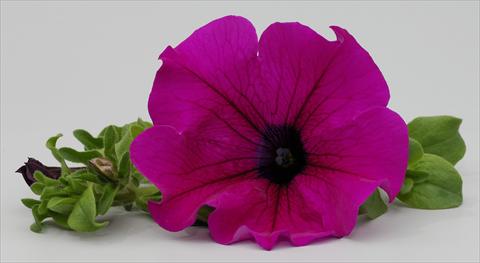 Photos von Blumenvarianten benutzt als: Topf, Beet, Terrasse, Ampel Petunia Surfinia® Purple