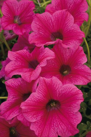 Photos von Blumenvarianten benutzt als: Topf, Beet, Terrasse, Ampel Petunia Surfinia® Rose Vein