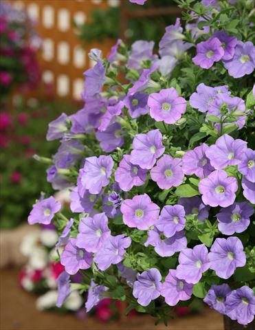 Photos von Blumenvarianten benutzt als: Topf, Beet, Terrasse, Ampel Petunia Surfinia® Sky Blue