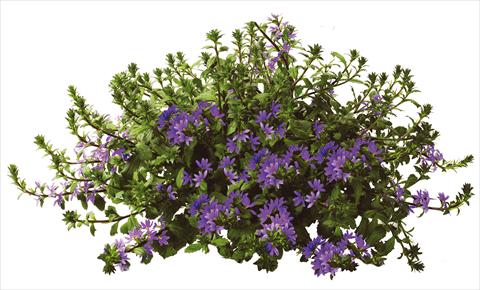 Photos von Blumenvarianten benutzt als: Topf, Terrasse, Ampel. Scaevola aemula Euphoria Blue