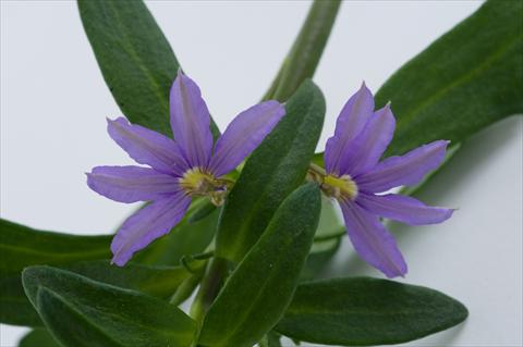 Photos von Blumenvarianten benutzt als: Topf, Terrasse, Ampel. Scaevola aemula Euphoria Compact Blue