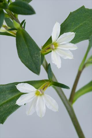 Photos von Blumenvarianten benutzt als: Topf, Terrasse, Ampel. Scaevola aemula Euphoria White