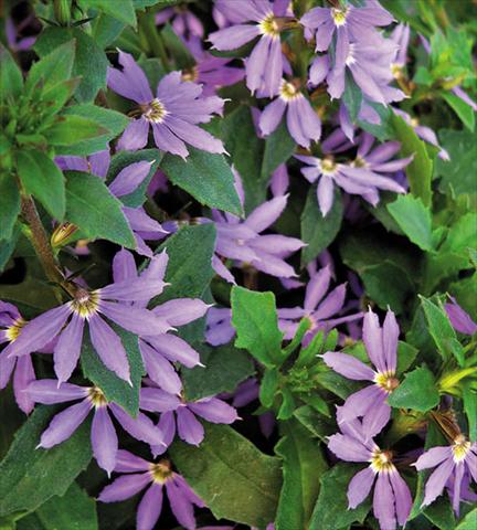 Photos von Blumenvarianten benutzt als: Topf, Terrasse, Ampel. Scaevola aemula Surdiva Blue