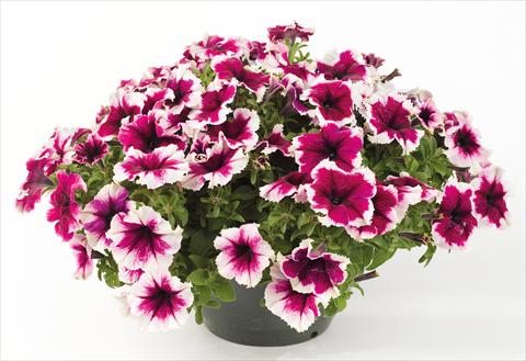 Photos von Blumenvarianten benutzt als: Topf, Beet, Terrasse, Ampel Petunia Happy® Giant Bicolor Purple Picotee