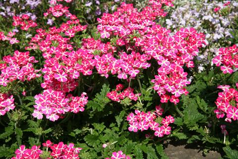Photos von Blumenvarianten benutzt als: Topf, Terrasse, Ampel. Verbena Estrella Pink Star