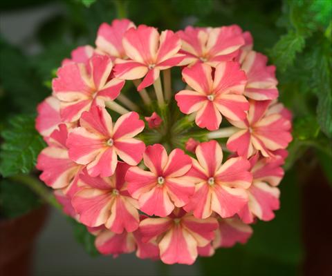 Photos von Blumenvarianten benutzt als: Topf, Terrasse, Ampel. Verbena Estrella Salmon Star