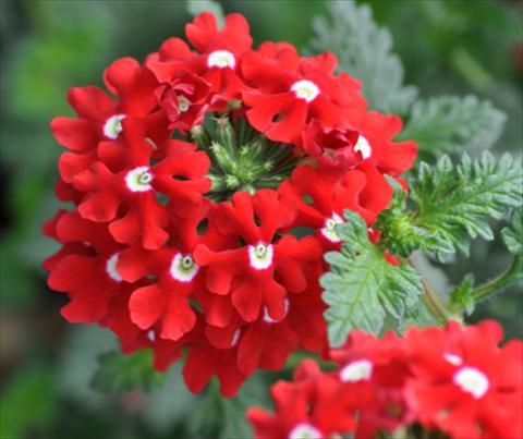 Photos von Blumenvarianten benutzt als: Topf, Terrasse, Ampel. Verbena Lapel Red with Eye
