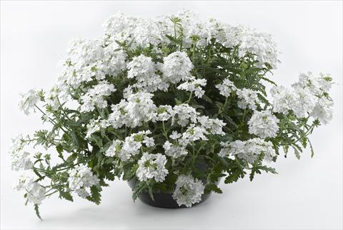 Photos von Blumenvarianten benutzt als: Topf, Terrasse, Ampel. Verbena Tiara White