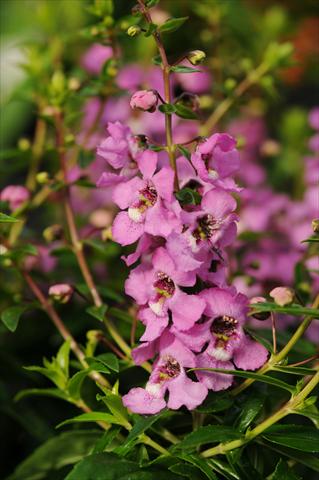 Photos von Blumenvarianten benutzt als: Topf, Beet, Terrasse, Ampel Angelonia angustifolia Serenita™ Lavender Pink