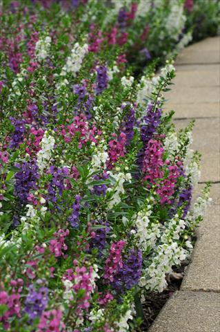Photos von Blumenvarianten benutzt als: Topf, Beet, Terrasse, Ampel Angelonia angustifolia Serenita™ Mixture