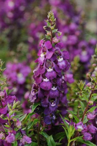 Photos von Blumenvarianten benutzt als: Topf, Beet, Terrasse, Ampel Angelonia angustifolia Serenita™ Purple