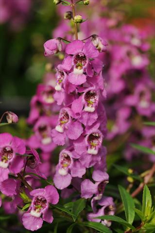 Photos von Blumenvarianten benutzt als: Topf, Beet, Terrasse, Ampel Angelonia angustifolia Serenita™ Raspberry