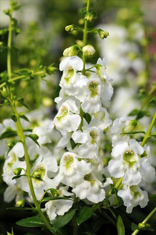 Photos von Blumenvarianten benutzt als: Topf, Beet, Terrasse, Ampel Angelonia angustifolia Serenita™ White