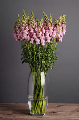 Photos von Blumenvarianten benutzt als: Topf und Beet Antirrhinum majus Cut Flower Snapdragon Potomac Lavender