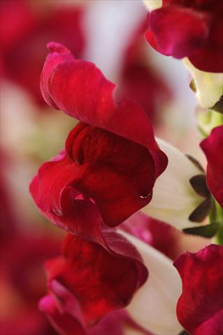 Photos von Blumenvarianten benutzt als: Topf und Beet Antirrhinum majus Cut Flower Snapdragon Red Delilah