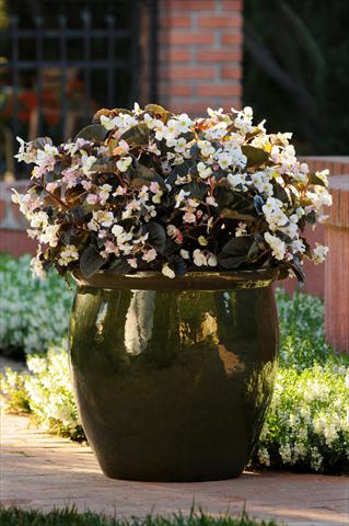 Photos von Blumenvarianten benutzt als: Topf und Beet Begonia BabyWing™ White Bronze Leaf
