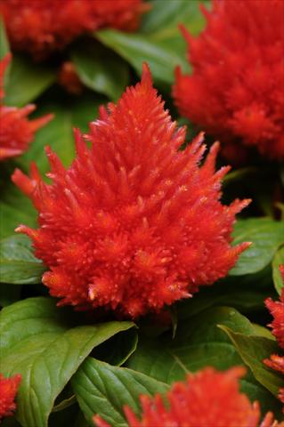 Photos von Blumenvarianten benutzt als: Topf und Beet Celosia plumosa Icecream Orange