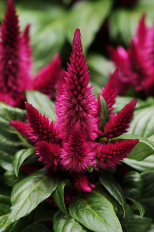 Photos von Blumenvarianten benutzt als: Topf und Beet Celosia spicata Kosmo Cherry