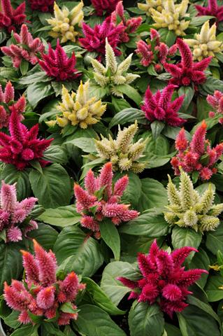 Photos von Blumenvarianten benutzt als: Topf und Beet Celosia spicata Kosmo Mixture