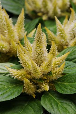 Photos von Blumenvarianten benutzt als: Topf und Beet Celosia spicata Kosmo Yellow