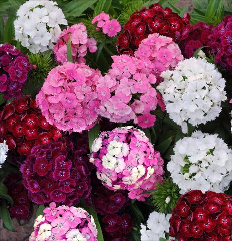 Photos von Blumenvarianten benutzt als: Topf und Beet Dianthus barbatus Dash Mixture