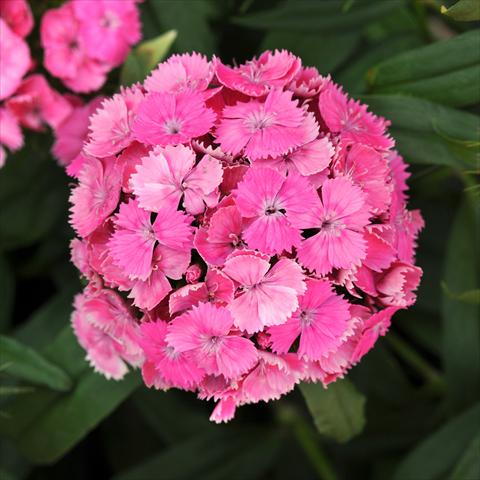 Photos von Blumenvarianten benutzt als: Topf und Beet Dianthus barbatus Dash Pink