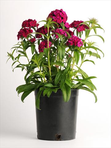Photos von Blumenvarianten benutzt als: Topf und Beet Dianthus barbatus Dash Violet