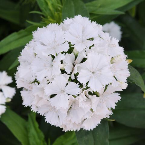 Photos von Blumenvarianten benutzt als: Topf und Beet Dianthus barbatus Dash White