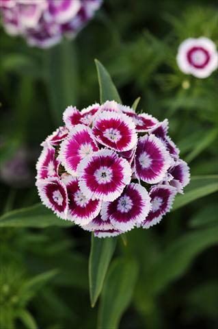 Photos von Blumenvarianten benutzt als: Topf und Beet Dianthus barbatus Sweet Purple White Bicolor