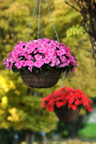 Photos von Blumenvarianten benutzt als: Topf, Beet, Terrasse, Ampel Impatiens walleriana Super Elfin™ XP Deep Pink