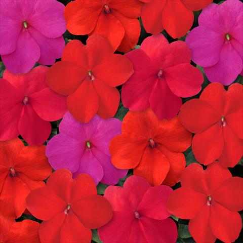 Photos von Blumenvarianten benutzt als: Topf, Beet, Terrasse, Ampel Impatiens walleriana Super Elfin™ XP Hot Mixture