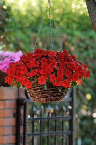 Photos von Blumenvarianten benutzt als: Topf, Beet, Terrasse, Ampel Impatiens walleriana Super Elfin™ XP Scarlet