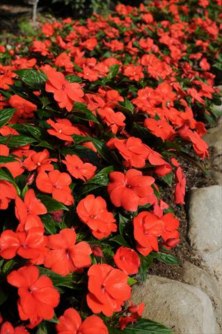 Photos von Blumenvarianten benutzt als: Topf, Beet, Terrasse, Ampel Impatiens N. Guinea Divine Orange