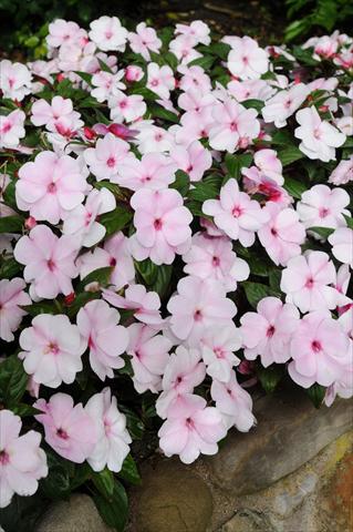 Photos von Blumenvarianten benutzt als: Topf, Beet, Terrasse, Ampel Impatiens N. Guinea Divine Pink Pearl